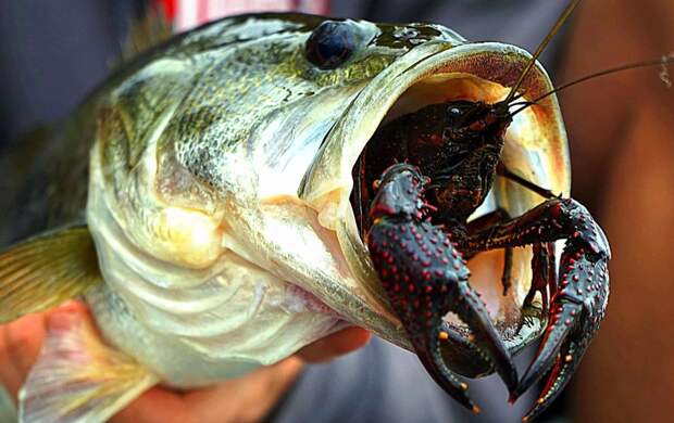 Какая рыба может нанести вред организму: есть ее точно не стоит