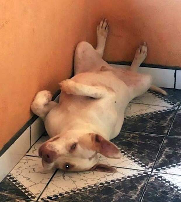 собака