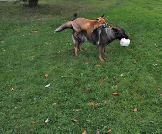Sniffer fox and Tinni, дружба между лисой и собакой