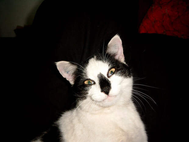 Котофотопозитив животные, коты, прикол