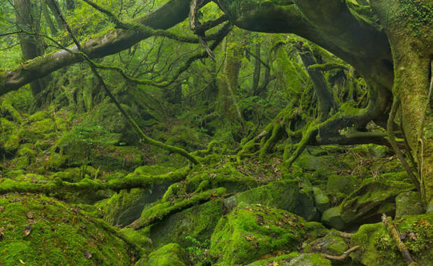 Остров Якусима Япония Остров является объектом Всемирного наследия ЮНЕСКО, а вот туристы открыли его всего пару лет назад. Расположенный у берегов Кюсю небольшой клочок земли покрыт тысячелетним лесом. Побывать здесь — все равно, что совершить путешествие на машине времени.