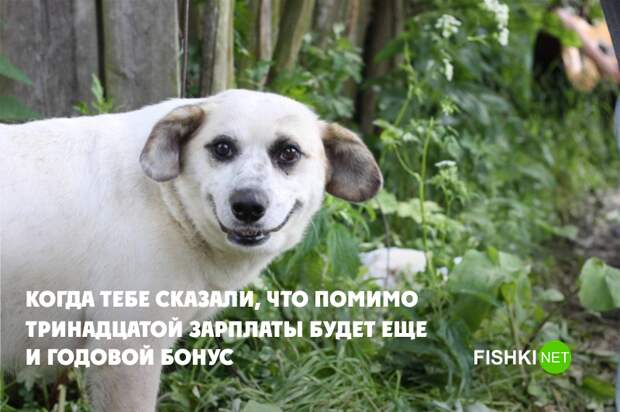 Достоинство и сдержанность Достоинство и сдержанность животные, юмор