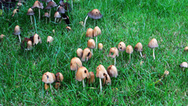 Грибы на садовом участке