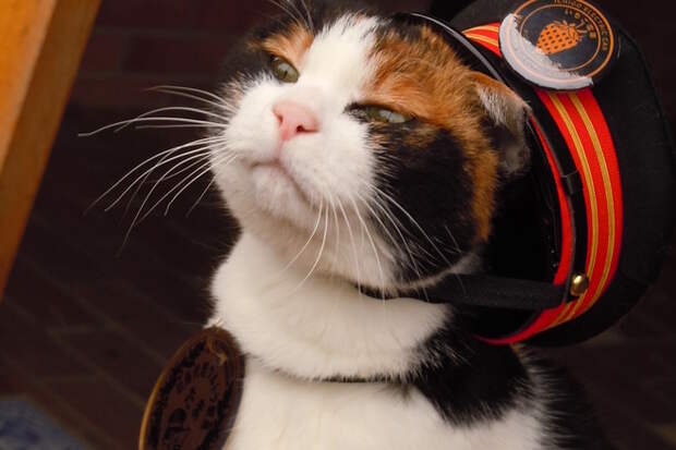 Знакомьтесь, кошка Тама! кошки, факты, япония