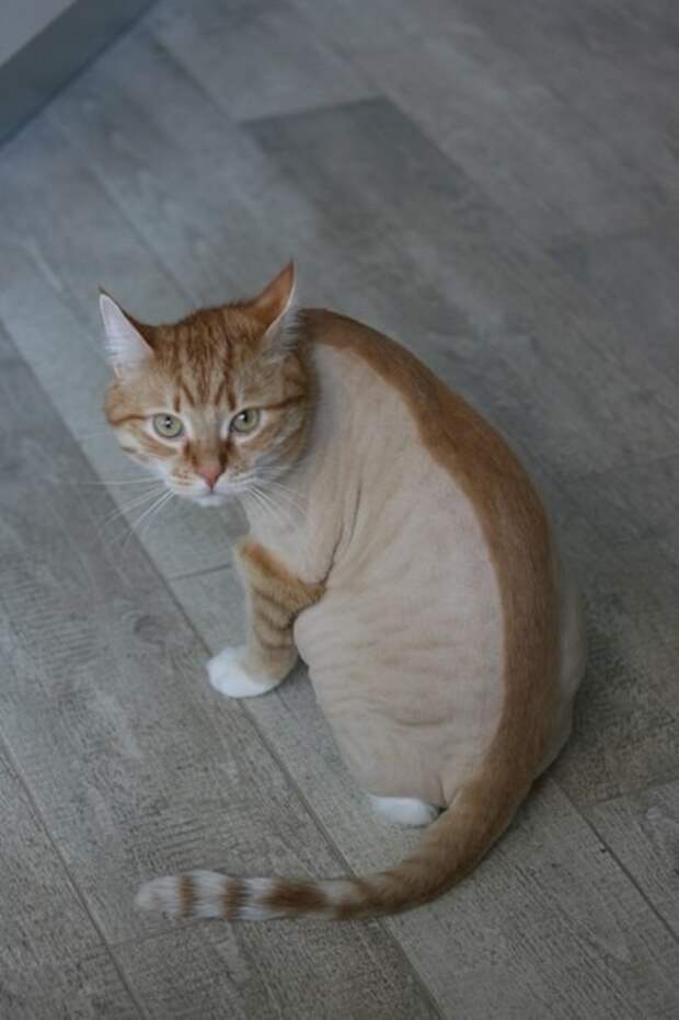 котики остриженные 
