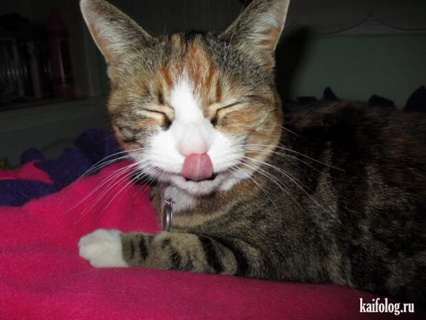 Смешные котики (55 фото)