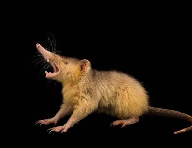 Hispaniolan solenodon