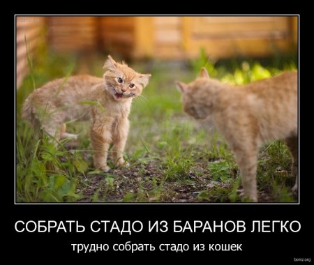 Смешные демотиваторы, классные фото.