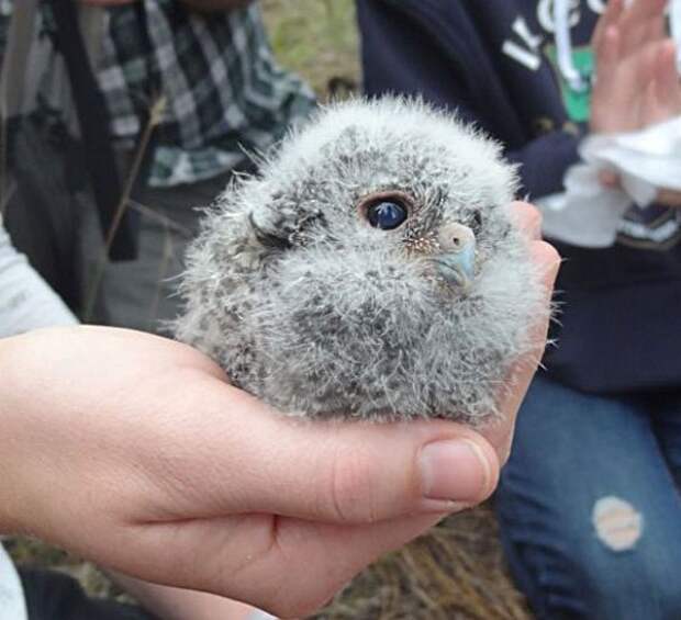 сова