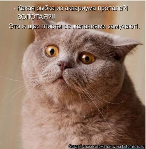 Новая котоматрица (28 фото)