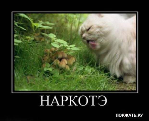 Демотиваторы про котэ (30 фотэ)