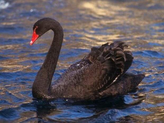 Легенды и мифы о лебедях!..
