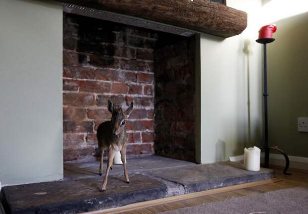 A baby Dik-dik, stands in the fireplace at the home of Tim Rowlands curator of mammals at Chester Zoo