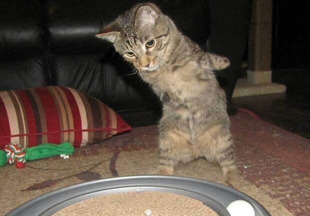 котёнок