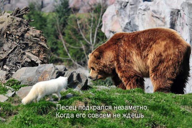 песец.jpg песец.jpg