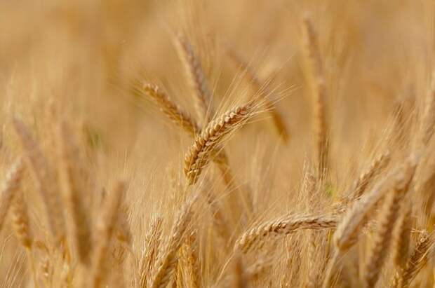 СМИ: рекордный экспорт российской пшеницы угрожает американским фермерам