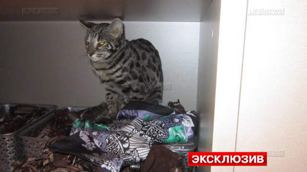 Элитной породы кот должен быть модным: Сбежавший от пассажирки бенгальский кот разгромил бутик в Шереметьево