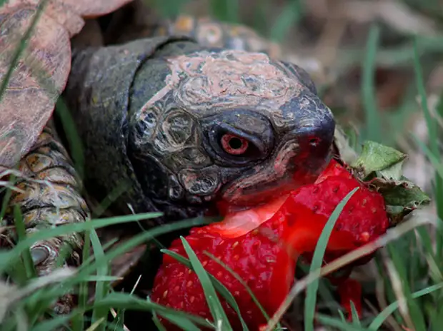 Черепаха поедает клубнику  животное, фрукт, ягода