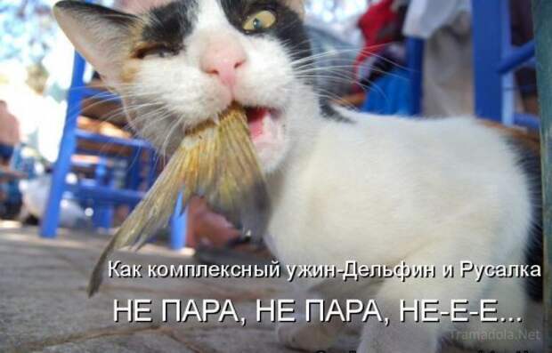 Летняя подборка Котоматриц 2010 - Выпуск 18