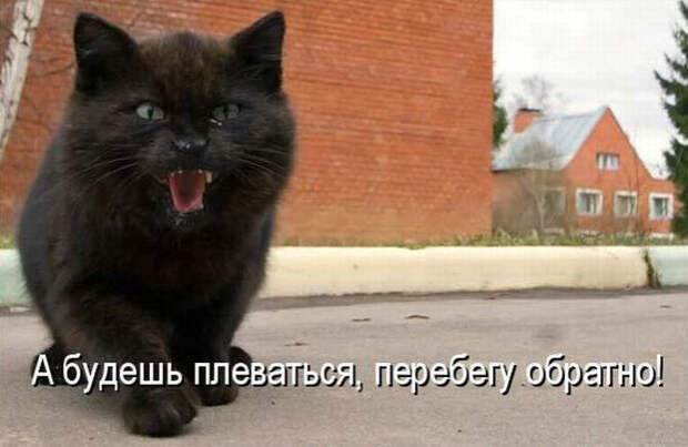 Смешные животные из КотоМатрицы (49 шт.)