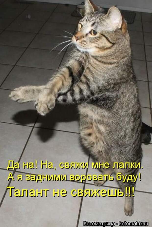 Котоматрицы (картинки с надписями)