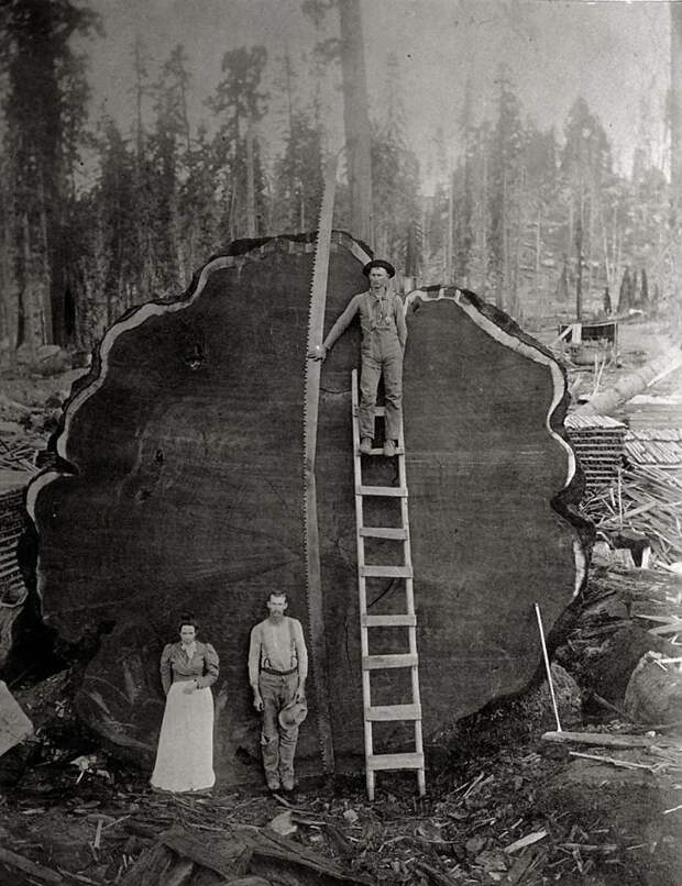 Loggers And The Giant Mark Twain Redwood Cut Down In California, 1892