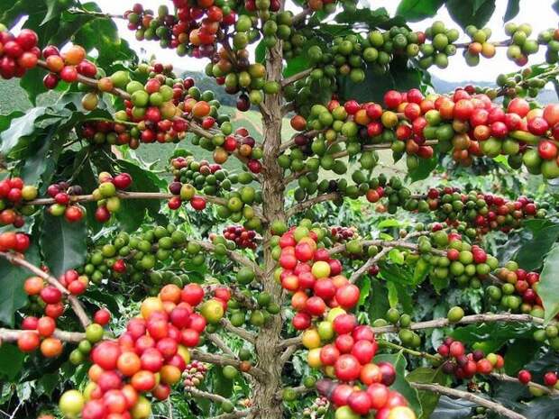 как выращивают кофе