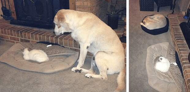 лабрадор - самая лучшая собака в мире