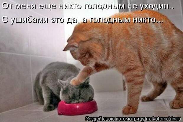 Лучшие котоматрицы недели