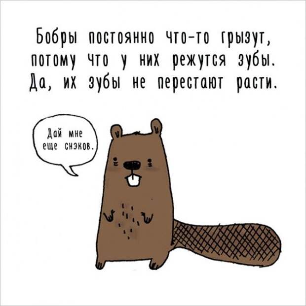Интересные факты о животных в забавных рисунках (17 картинок)