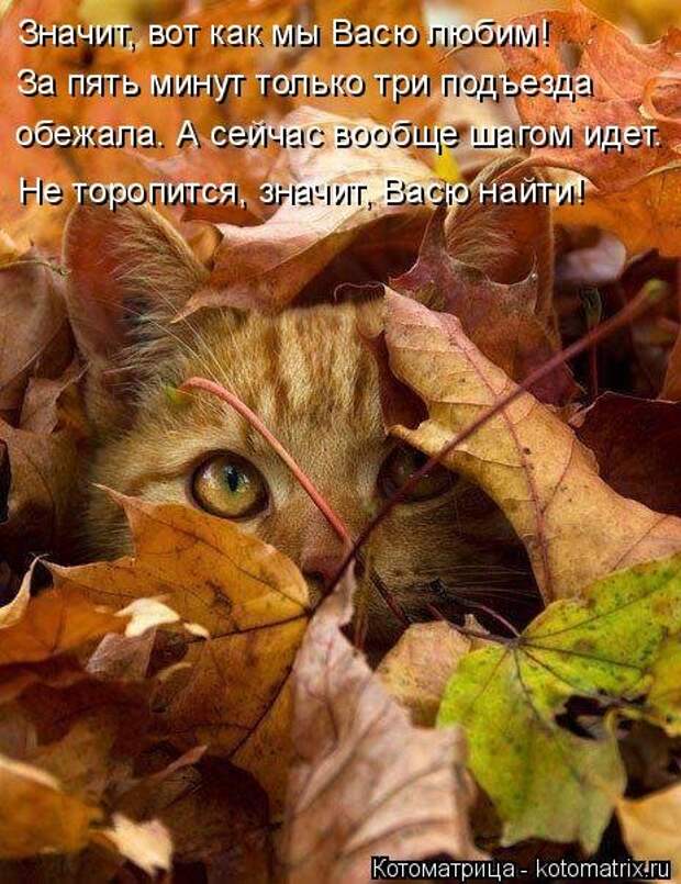Новая котоматрица (28 фото)