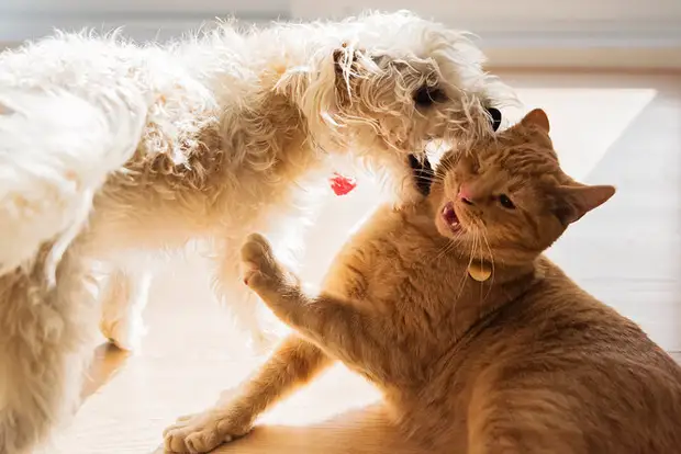 Почему собаки нападают на кошек