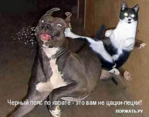 Ржачные картинки животных, смешные надписи.