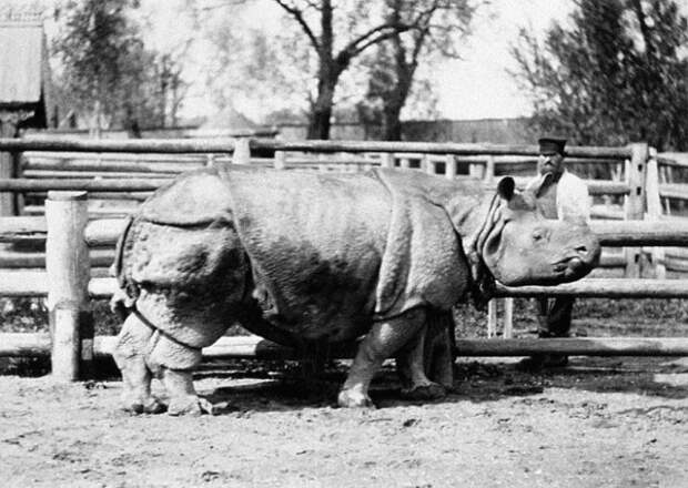 Носорог, подаренный Великим князем Константином Николаевичем, 1863 г. / Фото: Московский Зоопарк