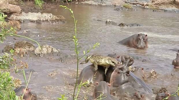 Тридцать бегемотов напали на крокодила