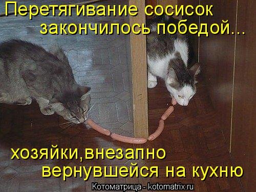 Еженедельная котоматрица (26 фото)