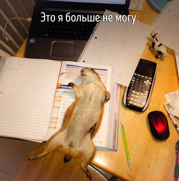 животные ведут себя как люди 