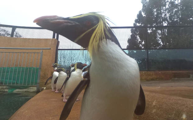 Пингвиний подиум в Эдинбургском зоопарке