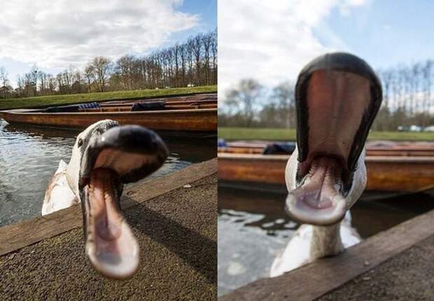 приколы