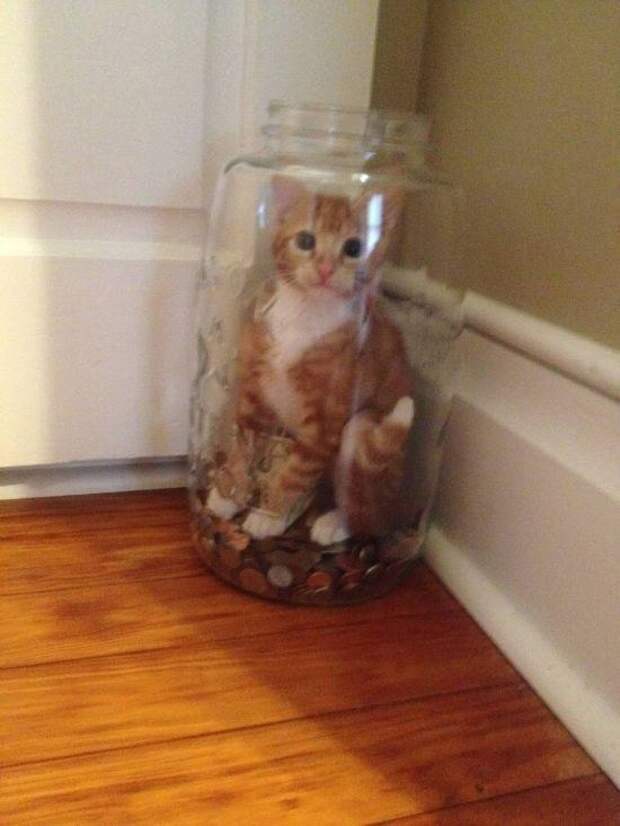 кот-мошенник