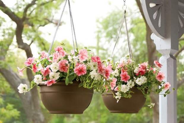 Self Watering Hanging Baskets: 