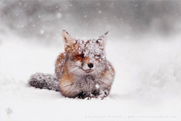 Белеющая рыжая лиса животные, природа, фото, фотограф
