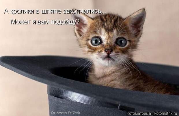 Лучшие котоматрицы недели