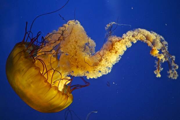 Фантастические фотографии медуз