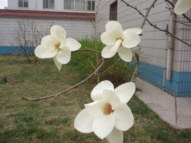 Магнолия голая (лат. Magnolia denudata) 