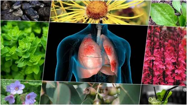 Лечение травами. Лёгочные заболевания