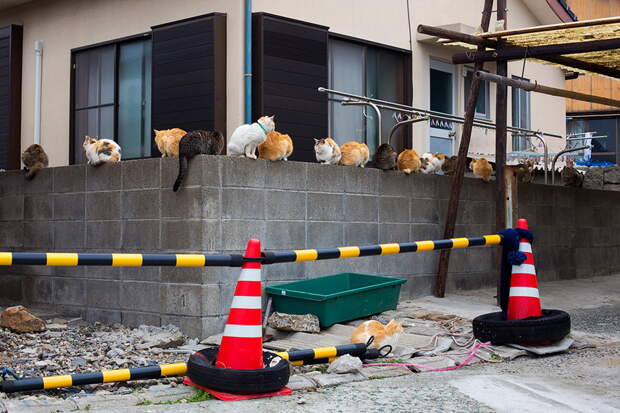 Кошачий остров Японии 