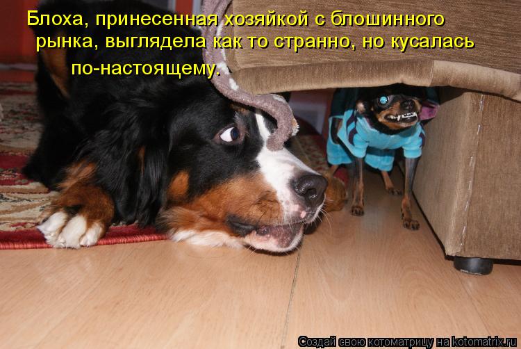 Котоматрица: Блоха, принесенная хозяйкой с блошинного рынка, выглядела как то странно, но кусалась по-настоящему.