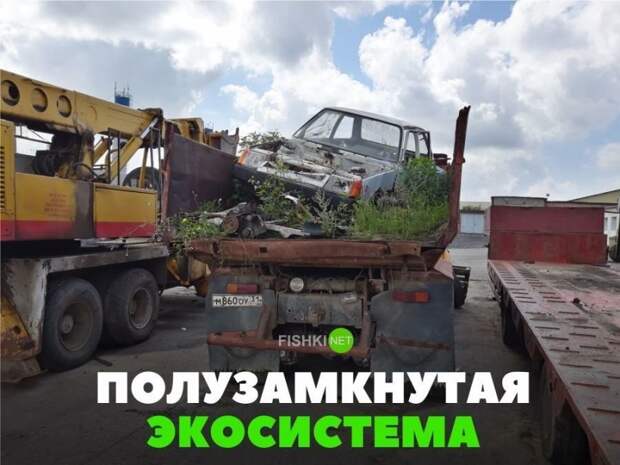 Полузамкнутая экосистема авто, автомобили, автоприкол, автоприколы, подборка, прикол, приколы, юмор