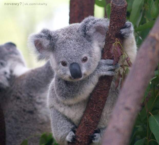 Почему миниатюрные коалы "разговаривают" басом?